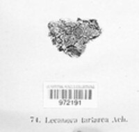 Lecanora tartarea image